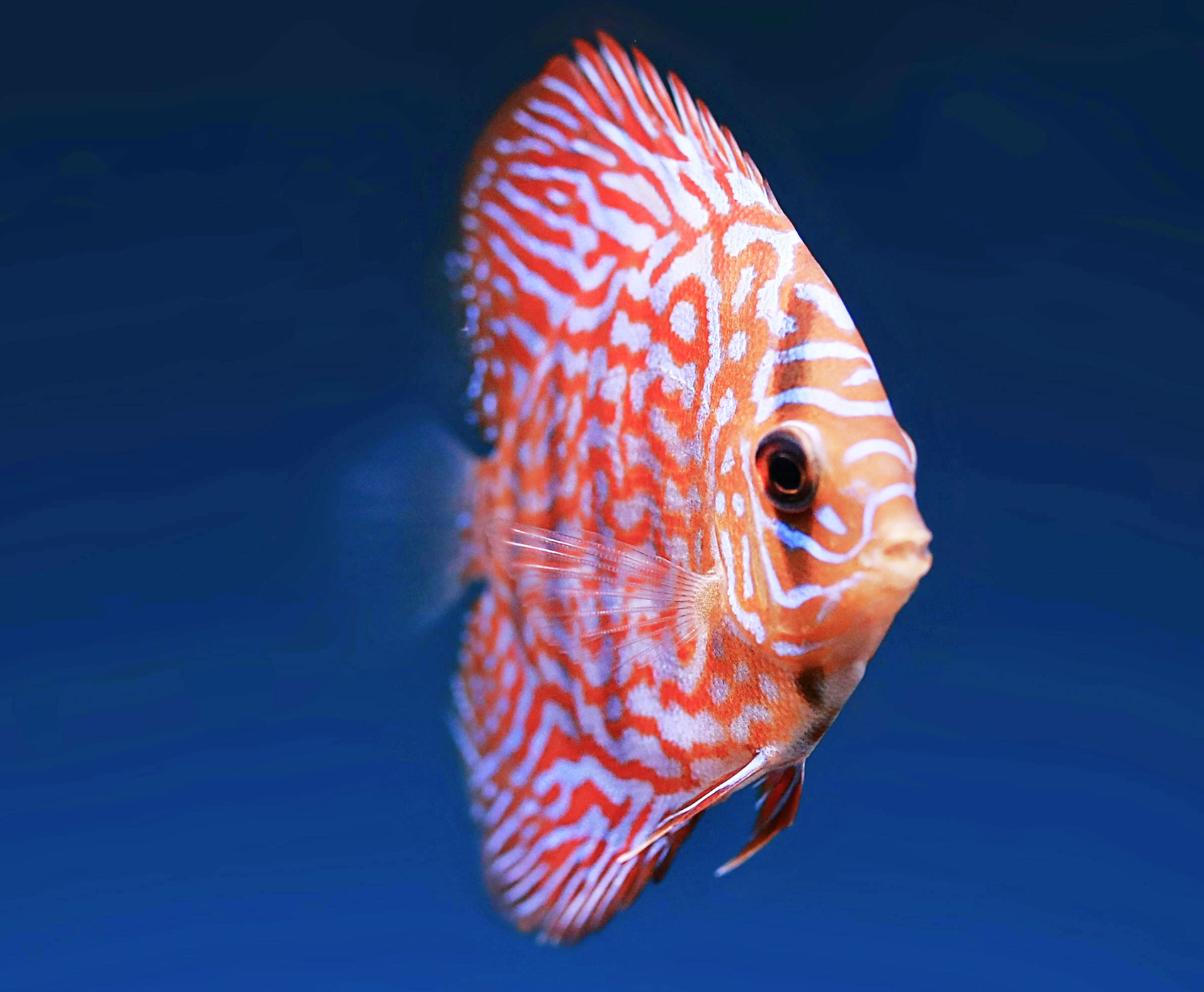 Fisch