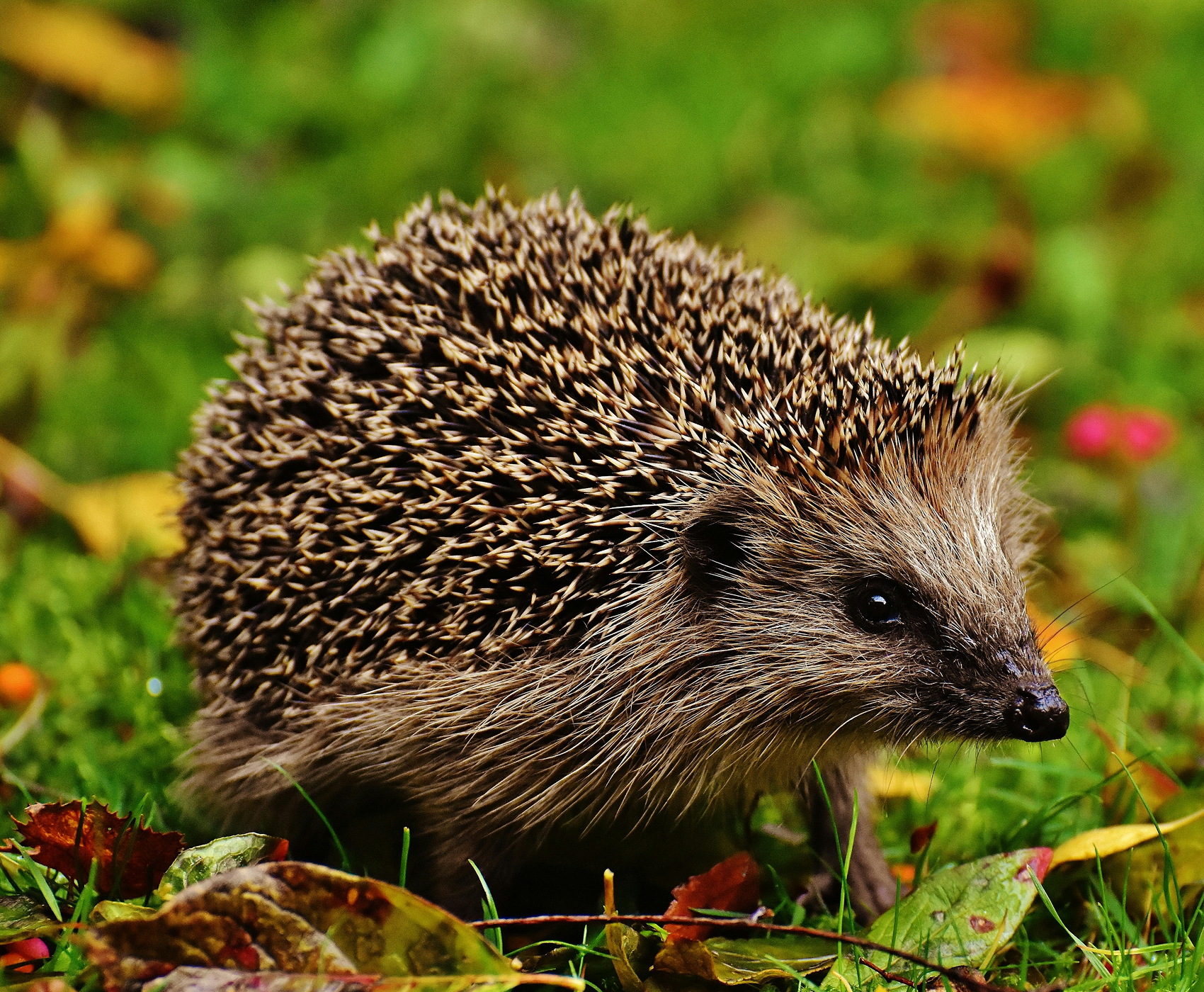 Igel
