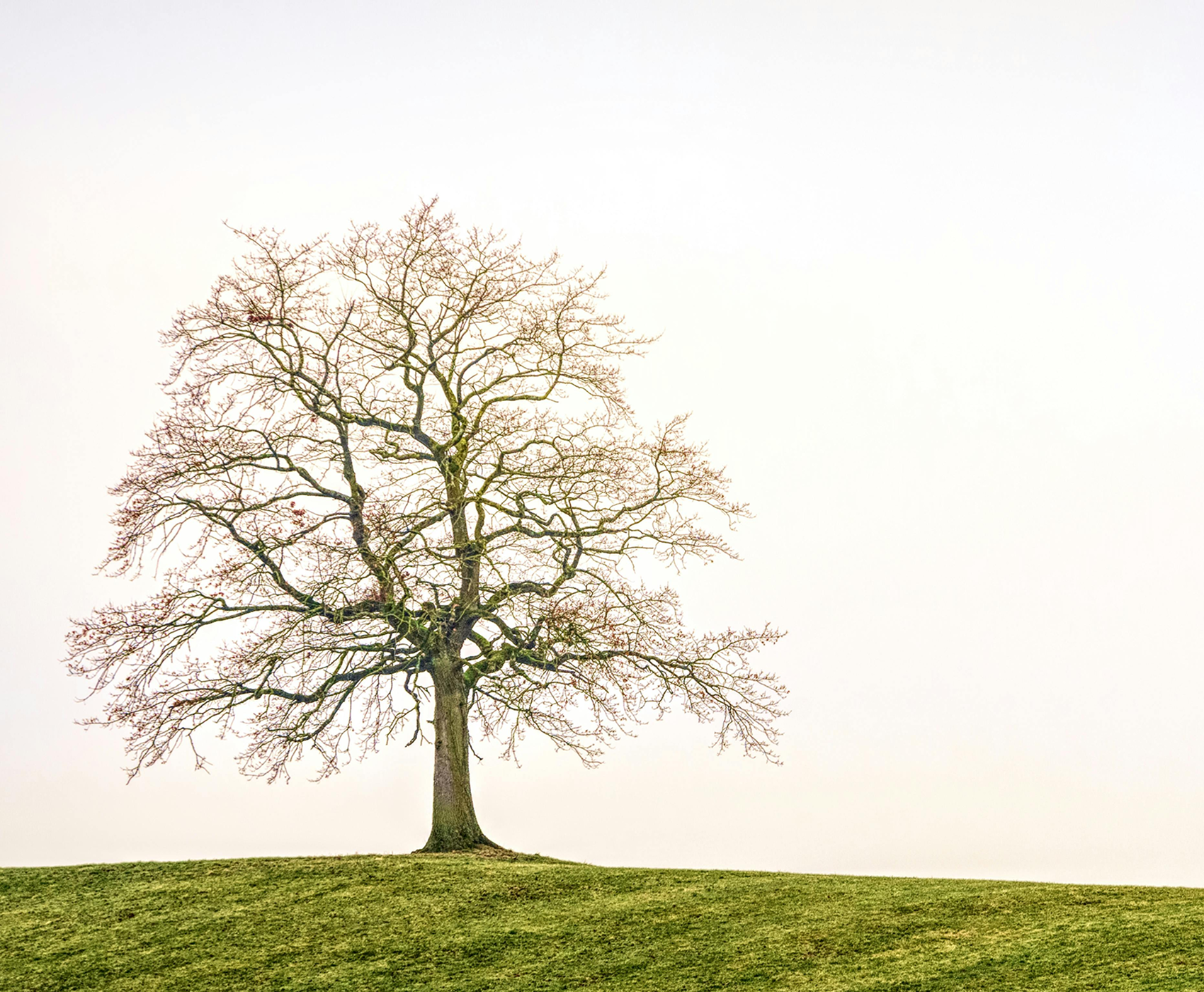 Baum