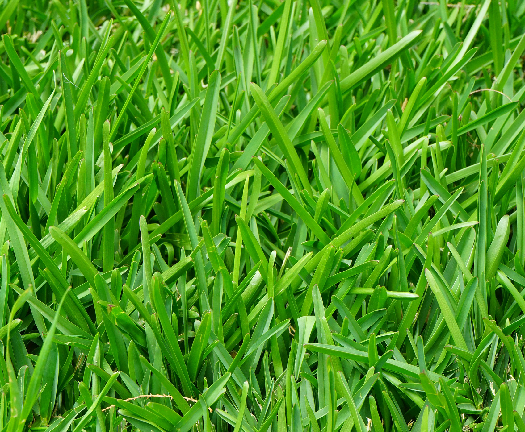Gras